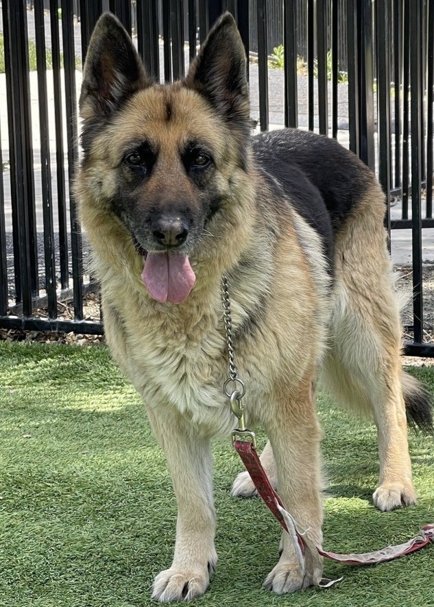 Willow004