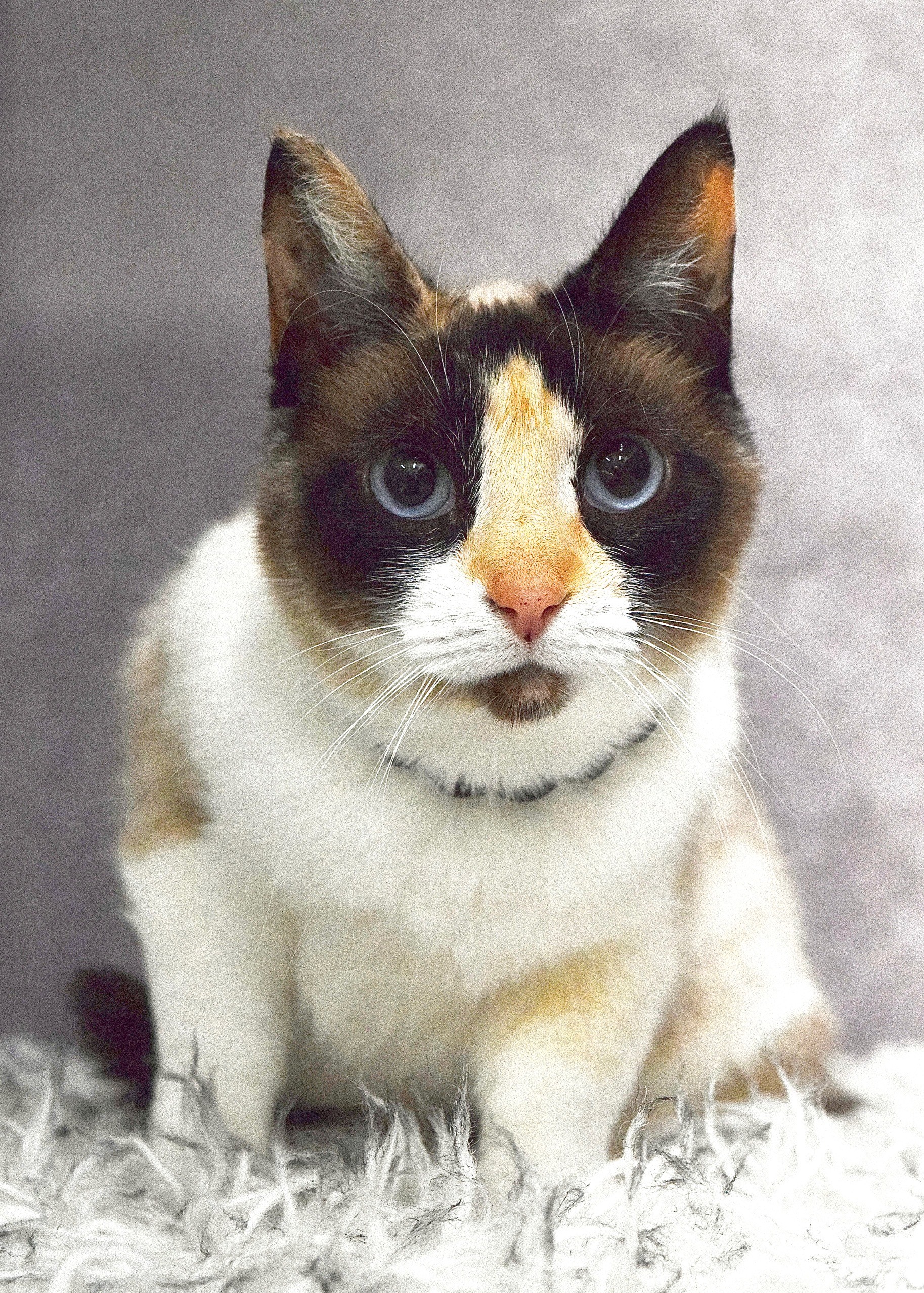 Sally001